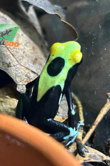 Magazoo Yellowback Patricia poison Dart frog