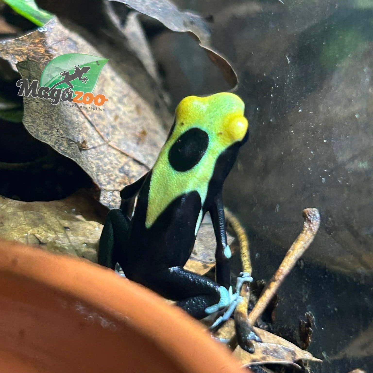 Magazoo Yellowback Patricia poison Dart frog