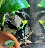 Magazoo Yellowback Patricia poison Dart frog