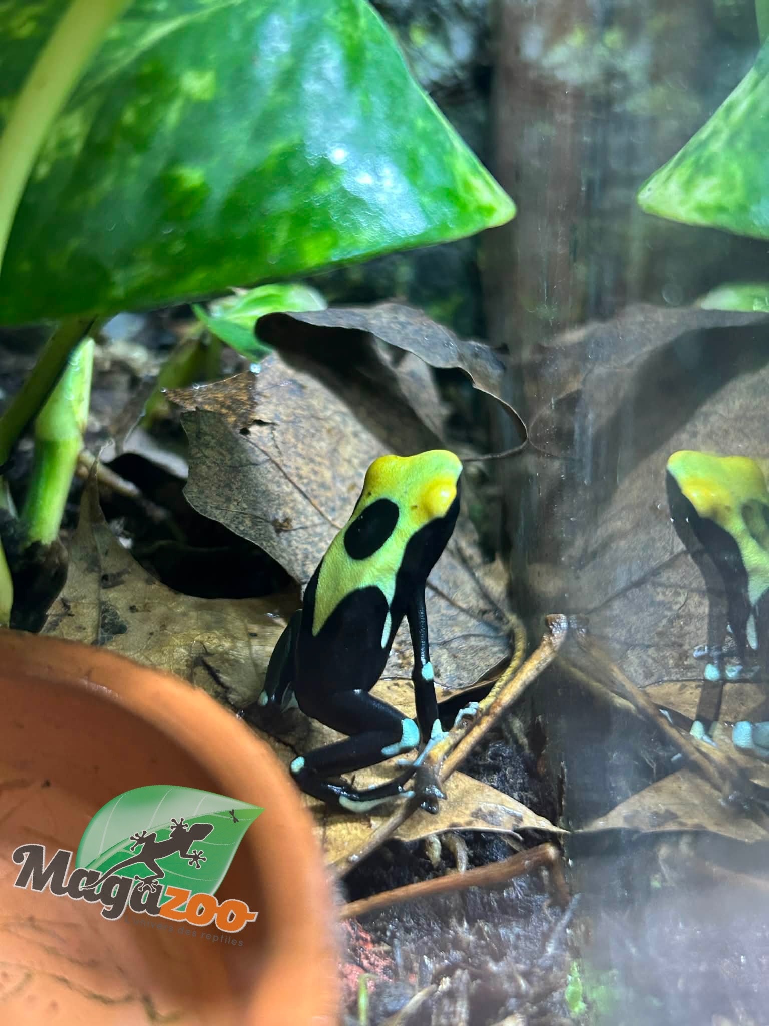 Magazoo Yellowback Patricia poison Dart frog