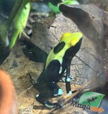Magazoo Yellowback Patricia poison Dart frog