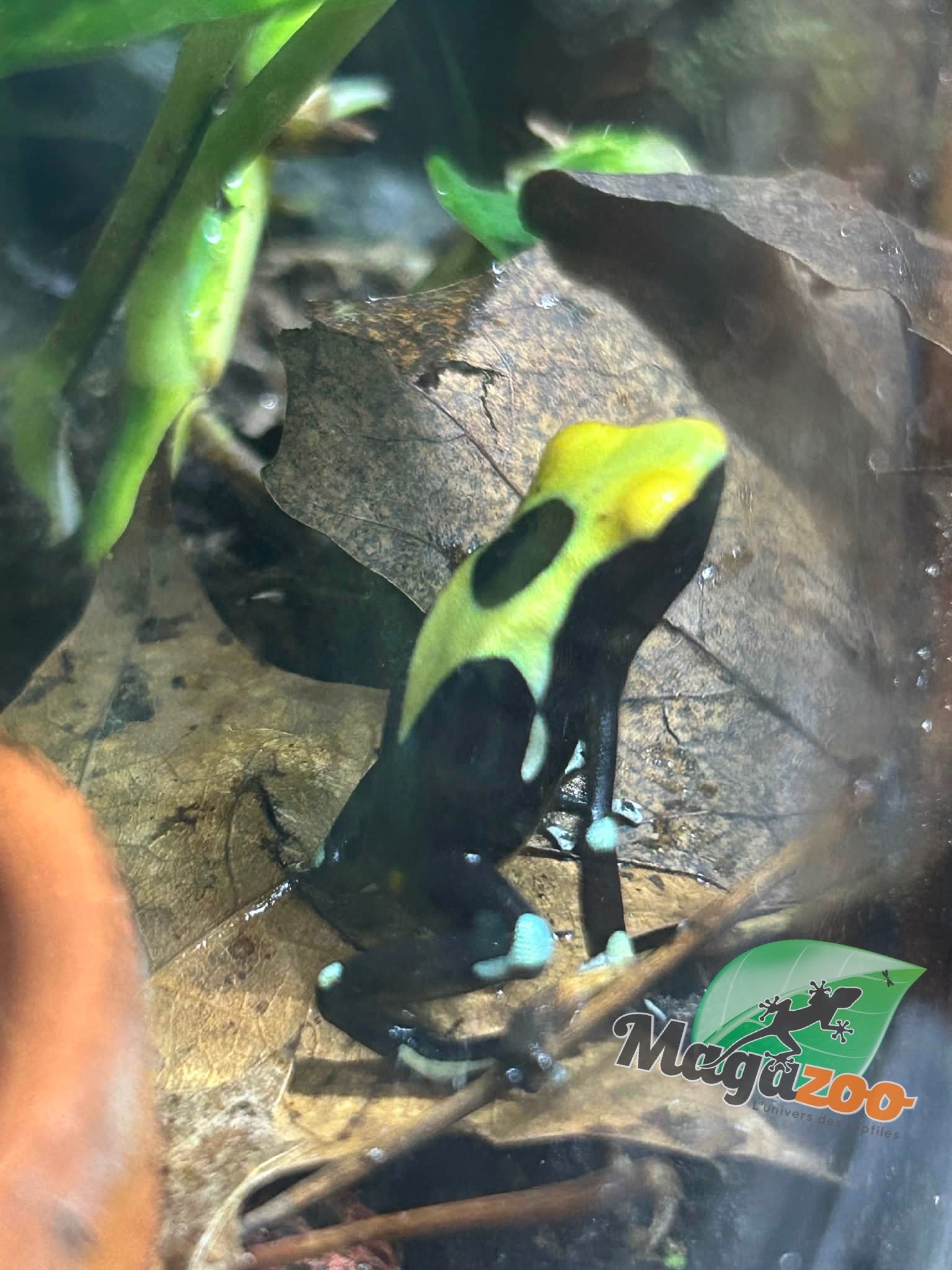 Magazoo Yellowback Patricia poison Dart frog