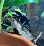 Magazoo Yellowback Patricia poison Dart frog