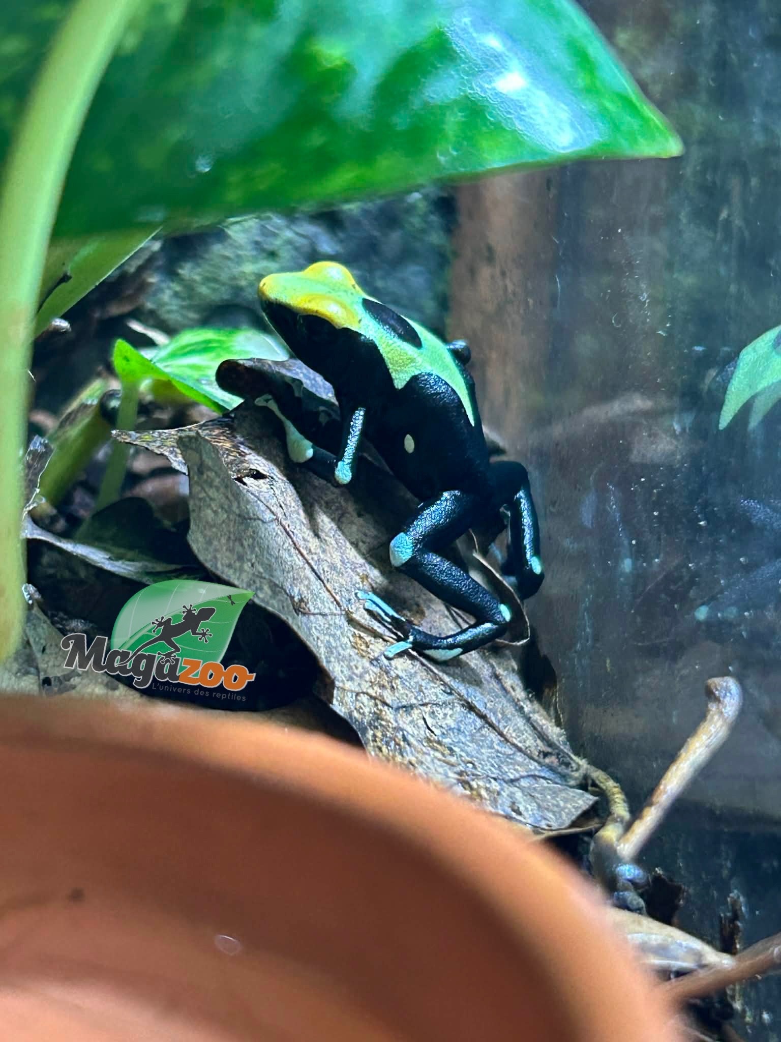 Magazoo Yellowback Patricia poison Dart frog