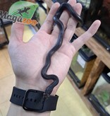 Magazoo Male Black African House Snake 2022 #1
