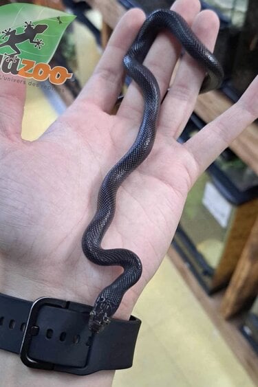 Magazoo Male Black African House Snake 2022 #1