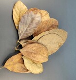 La Swamp LA SWAMP LEAF-JAC-0.5 Feuilles de jacquier 0.5oz (env 10 feuilles)