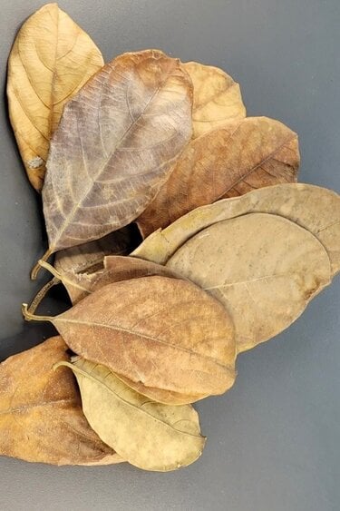 La Swamp Jackfruit leaves 0.5oz (approx 10 leaves)