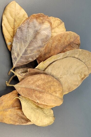 La Swamp LA SWAMP LEAF-JAC-0.5 Feuilles de jacquier 0.5oz (env 10 feuilles)
