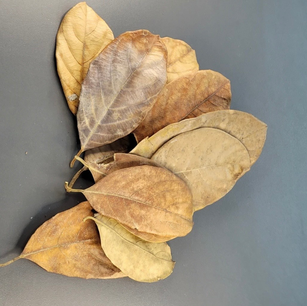 La Swamp LA SWAMP LEAF-JAC-0.5 Feuilles de jacquier 0.5oz (env 10 feuilles)