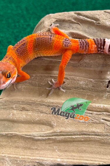 Magazoo Male Lava Cross Leopard Gecko 06/14/26
