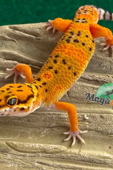 Magazoo Gecko léopard tangerine Électric Mâle 04/05/26