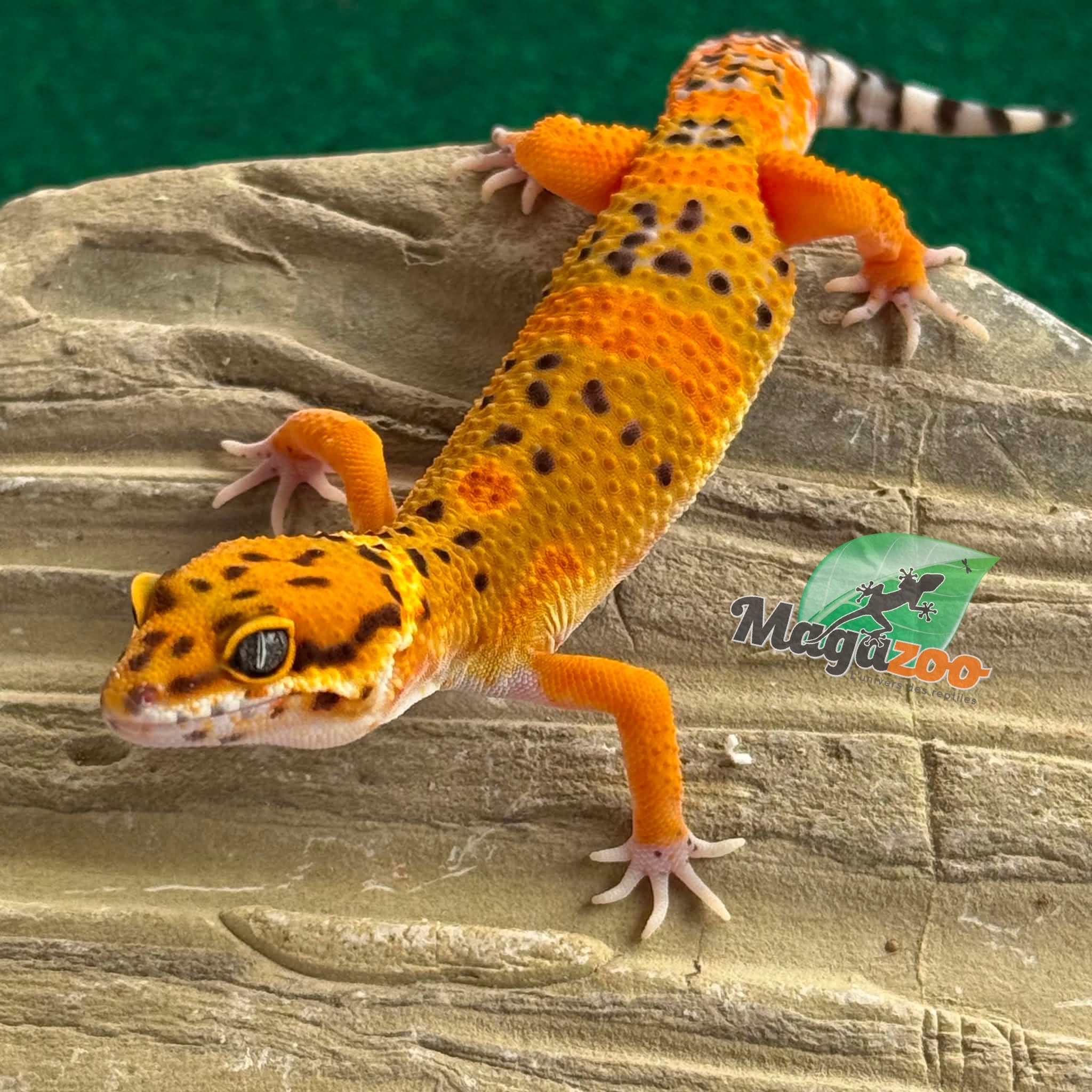 Magazoo Male Tangerine Electric Leopard gecko 04/05/26