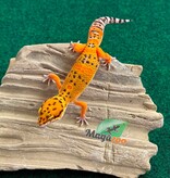 Magazoo Gecko léopard tangerine Électric Mâle 04/05/26