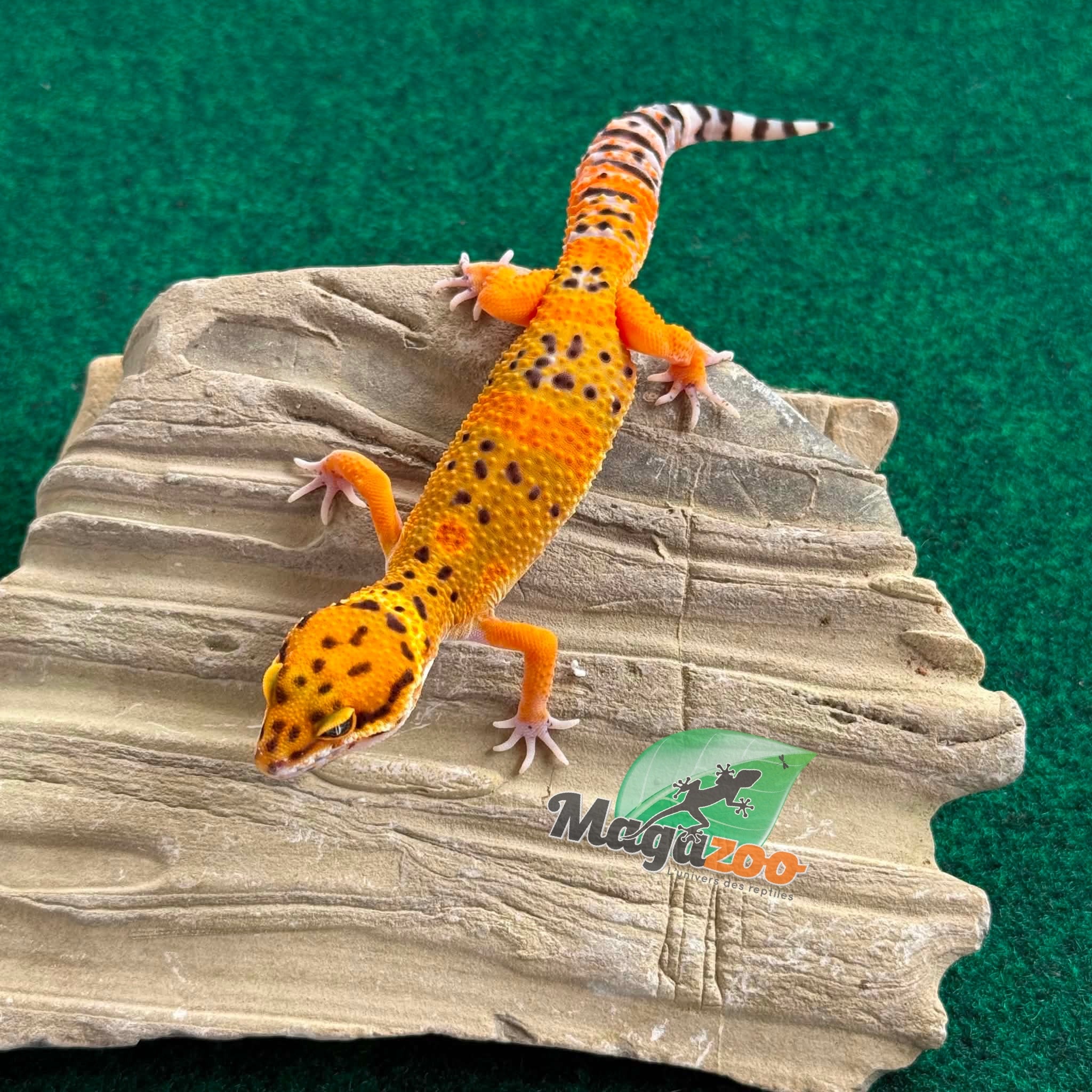 Magazoo Gecko léopard tangerine Électric Mâle 04/05/26