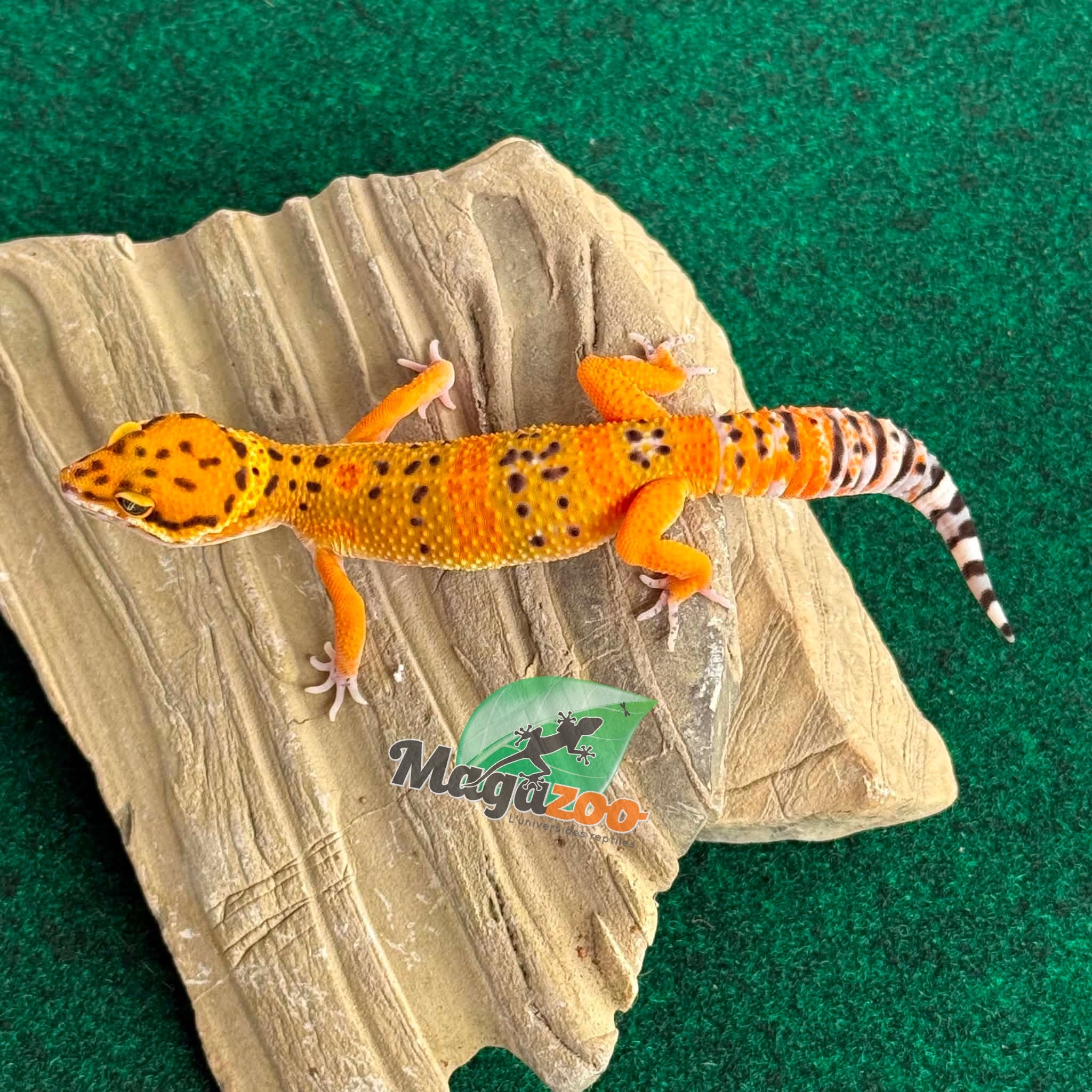 Magazoo Male Tangerine Electric Leopard gecko 04/05/26