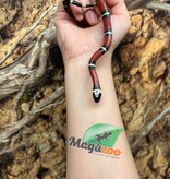 Magazoo Male Nelson milk snake Born July 18, 2026 #1