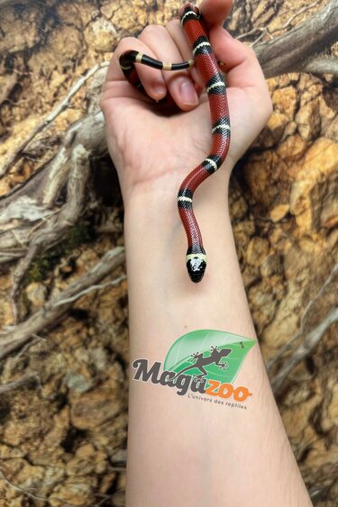 Magazoo Male Nelson milk snake Born July 18, 2026 #1