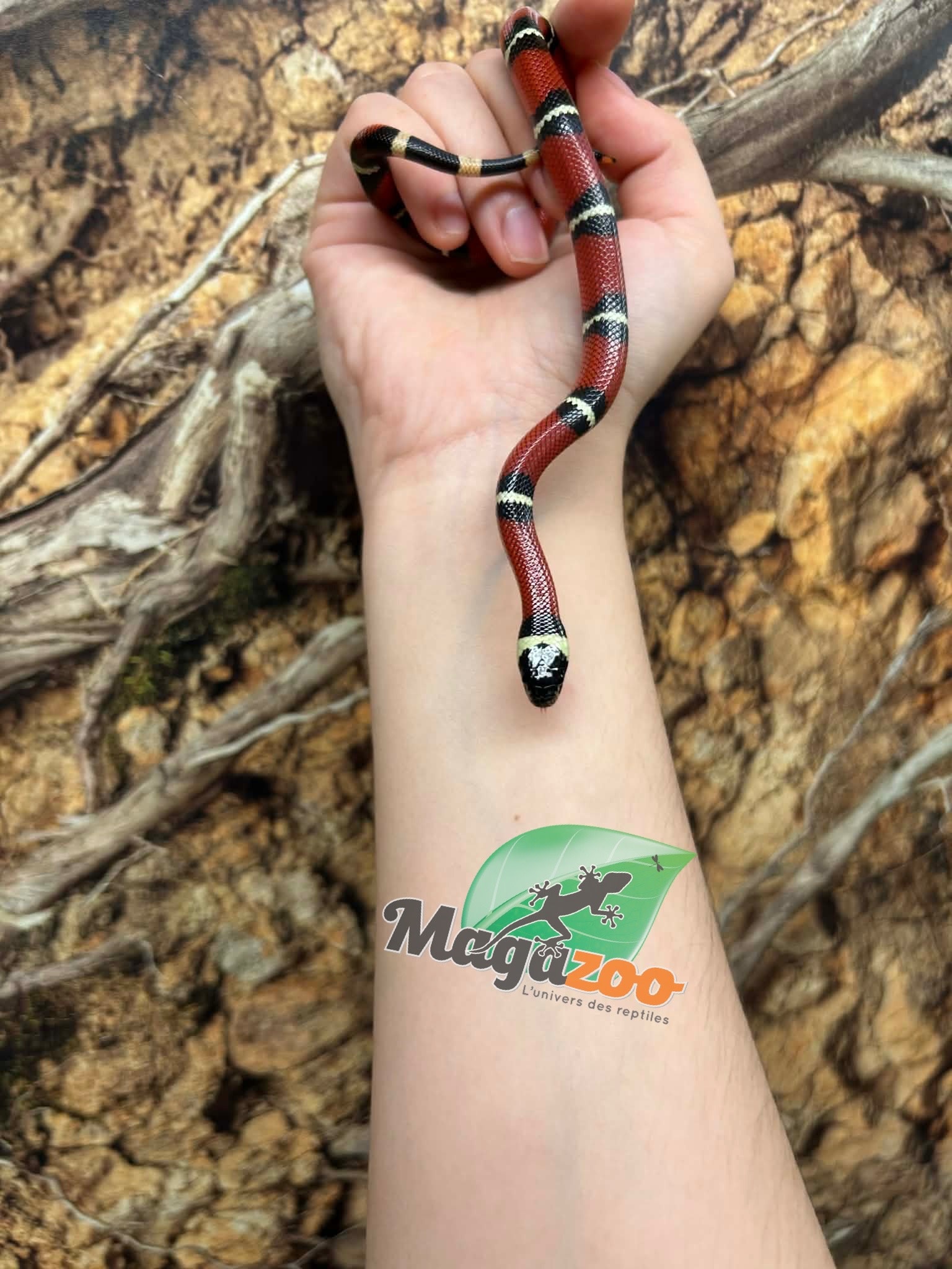Magazoo Male Nelson milk snake Born July 18, 2026 #1
