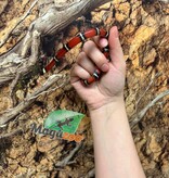 Magazoo Male Nelson milk snake Born July 18, 2026 #1