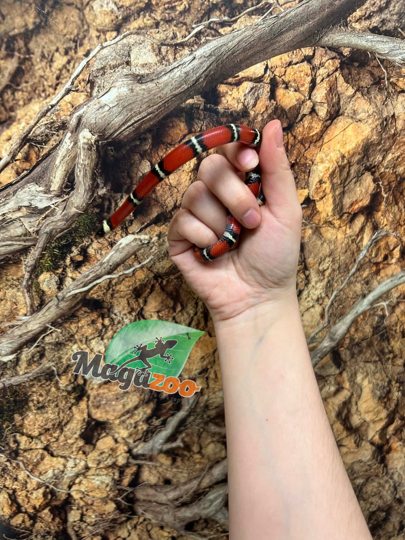 Magazoo Male Nelson milk snake Born July 18, 2026 #1