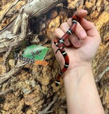 Magazoo Male Nelson milk snake Born July 18, 2026 #1