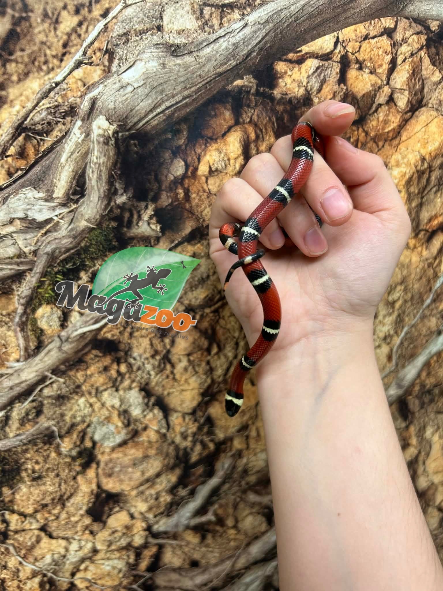 Magazoo Male Nelson milk snake Born July 18, 2026 #1