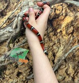 Magazoo Male Nelson milk snake Born July 18, 2026 #1