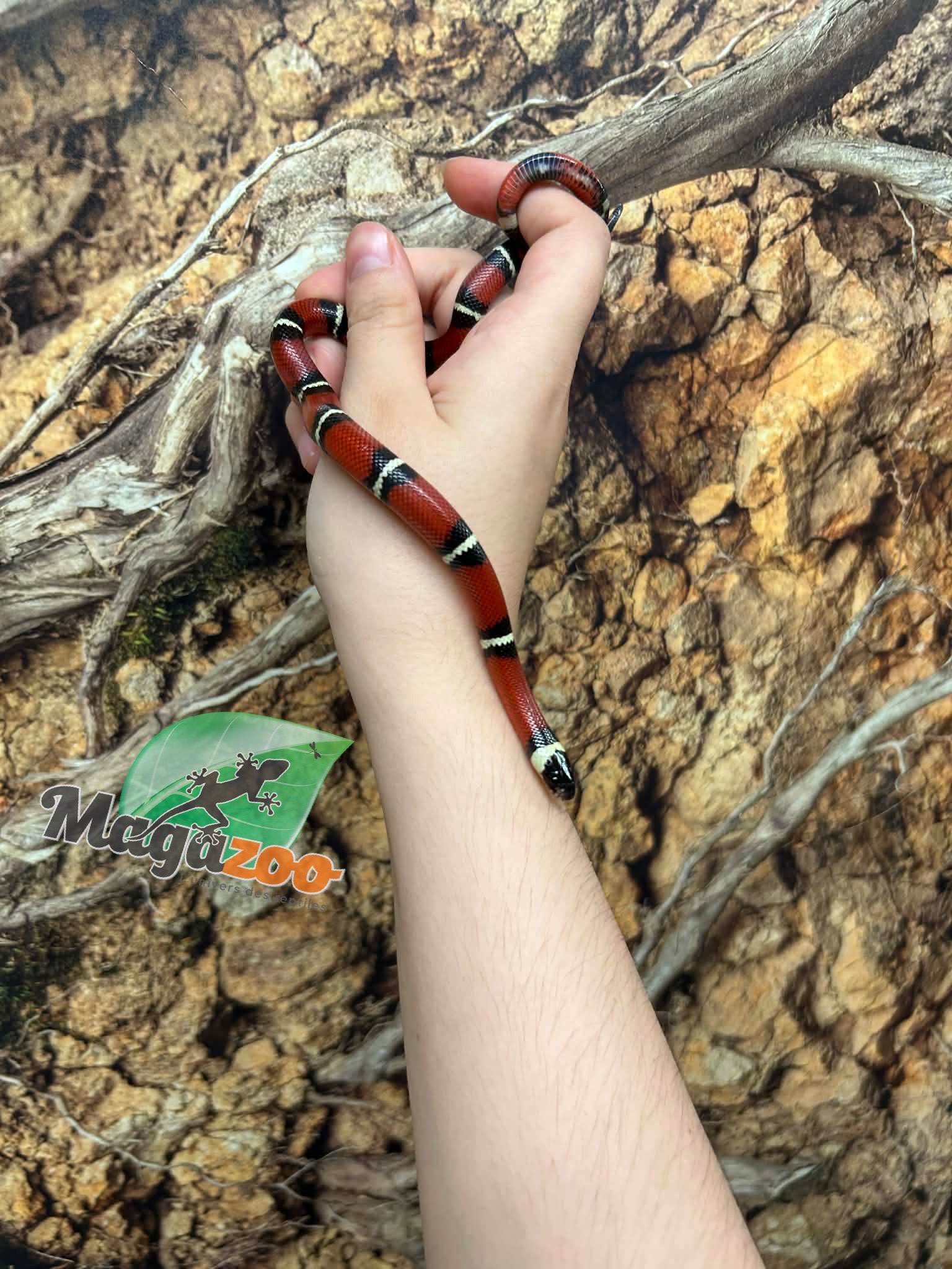 Magazoo Male Nelson milk snake Born July 18, 2026 #1