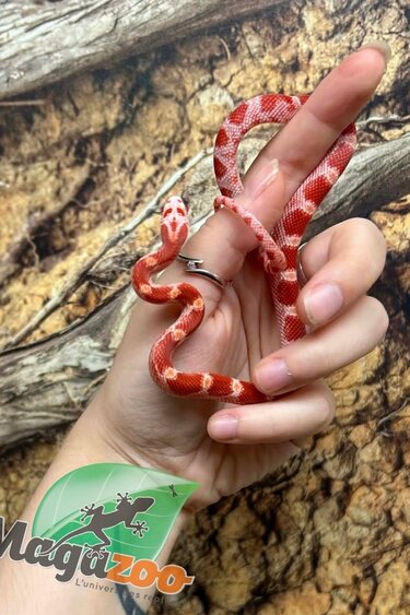 Magazoo Male Fire Corn snake  Born June 16, 2026 #1