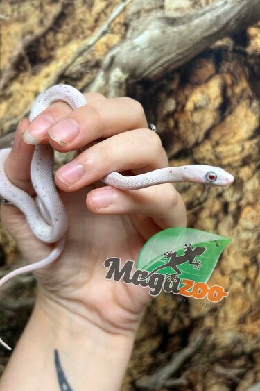 Magazoo Male Palmetto ''bug eyes'' Corn snake Born June 14, 2026
