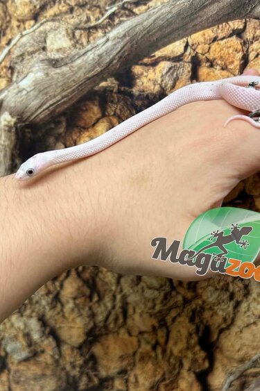 Magazoo Female Palmetto  Corn snake  Born June 14, 2026