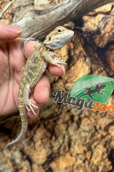 Magazoo Dragon barbu Hypo Bébé Mâle #9
