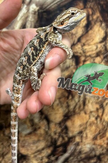 Magazoo Baby Male Bearded dragon #4