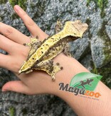 Magazoo Gecko à crête Dalmatien Harlequin crème Mâle Adulte (Pas de queue)