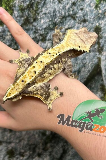 Magazoo Adult Male Cream Harlequin Dalmatian Crested Gecko (No tail)