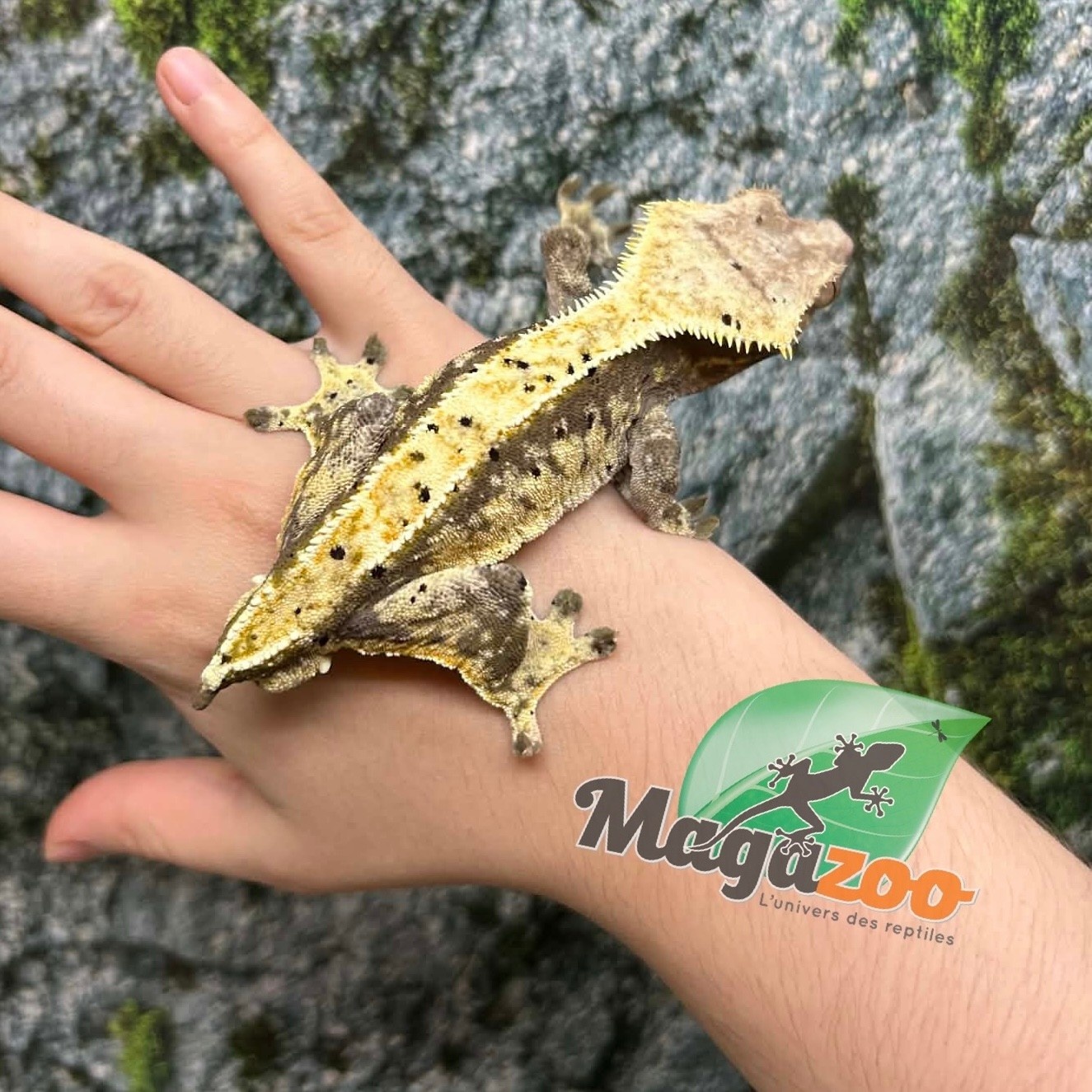 Magazoo Adult Male Cream Harlequin Dalmatian Crested Gecko (No tail)