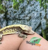 Magazoo Adult Male Cream Harlequin Dalmatian Crested Gecko (No tail)
