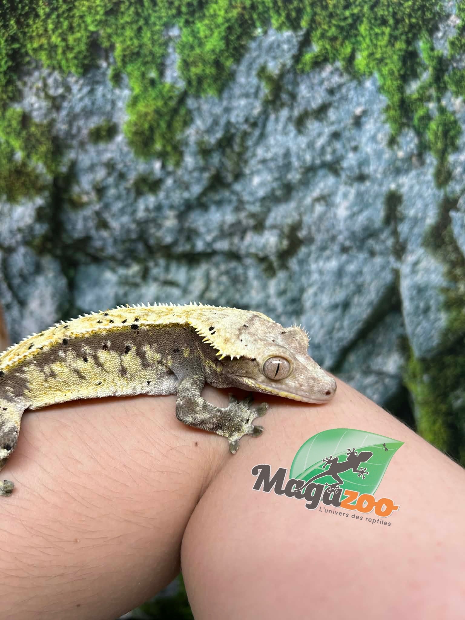 Magazoo Gecko à crête Dalmatien Harlequin crème Mâle Adulte (Pas de queue)