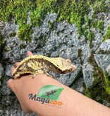 Magazoo Adult Male Cream Harlequin Dalmatian Crested Gecko (No tail)