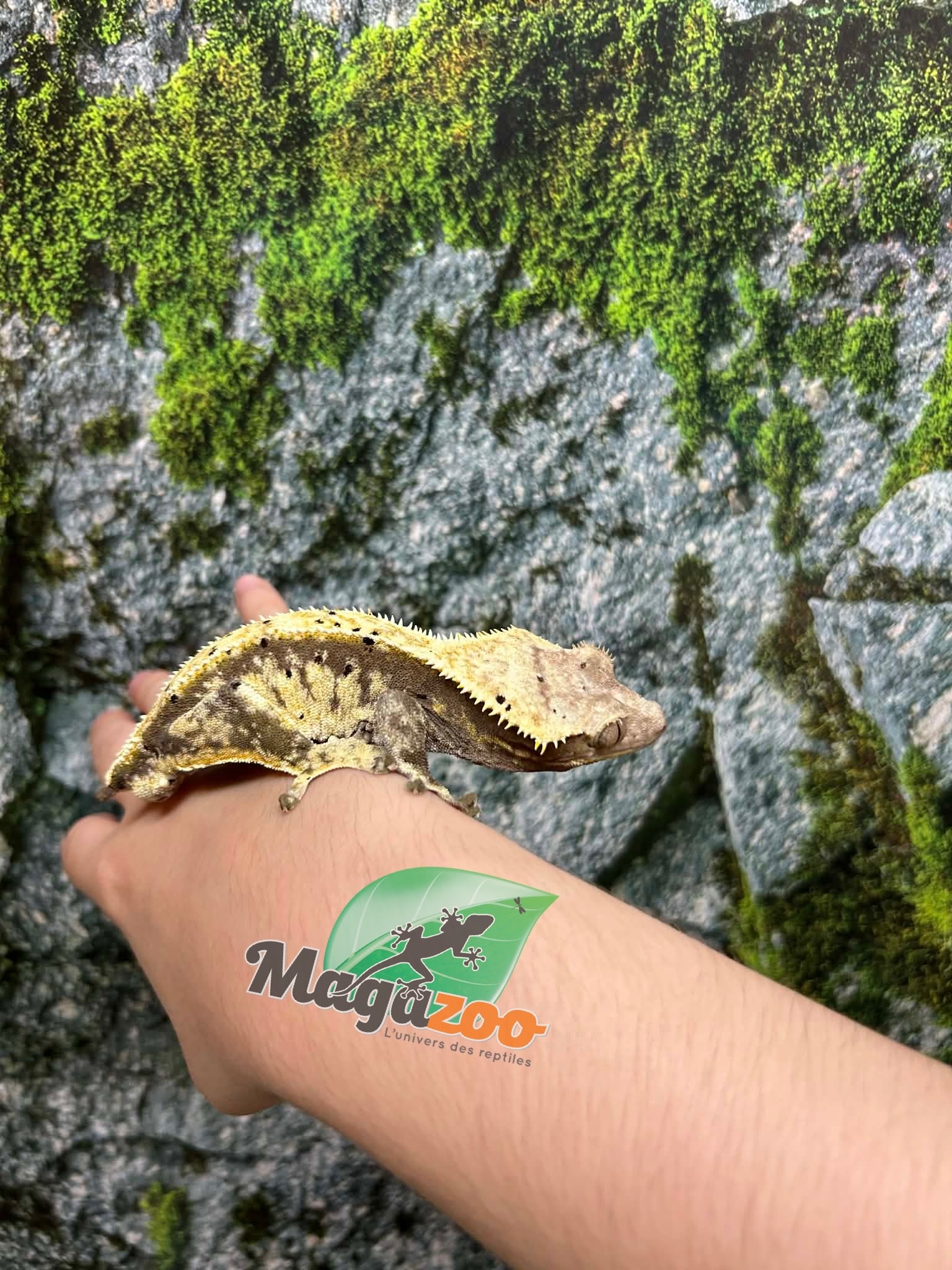 Magazoo Adult Male Cream Harlequin Dalmatian Crested Gecko (No tail)