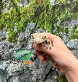 Magazoo Adult Male Cream Harlequin Dalmatian Crested Gecko (No tail)
