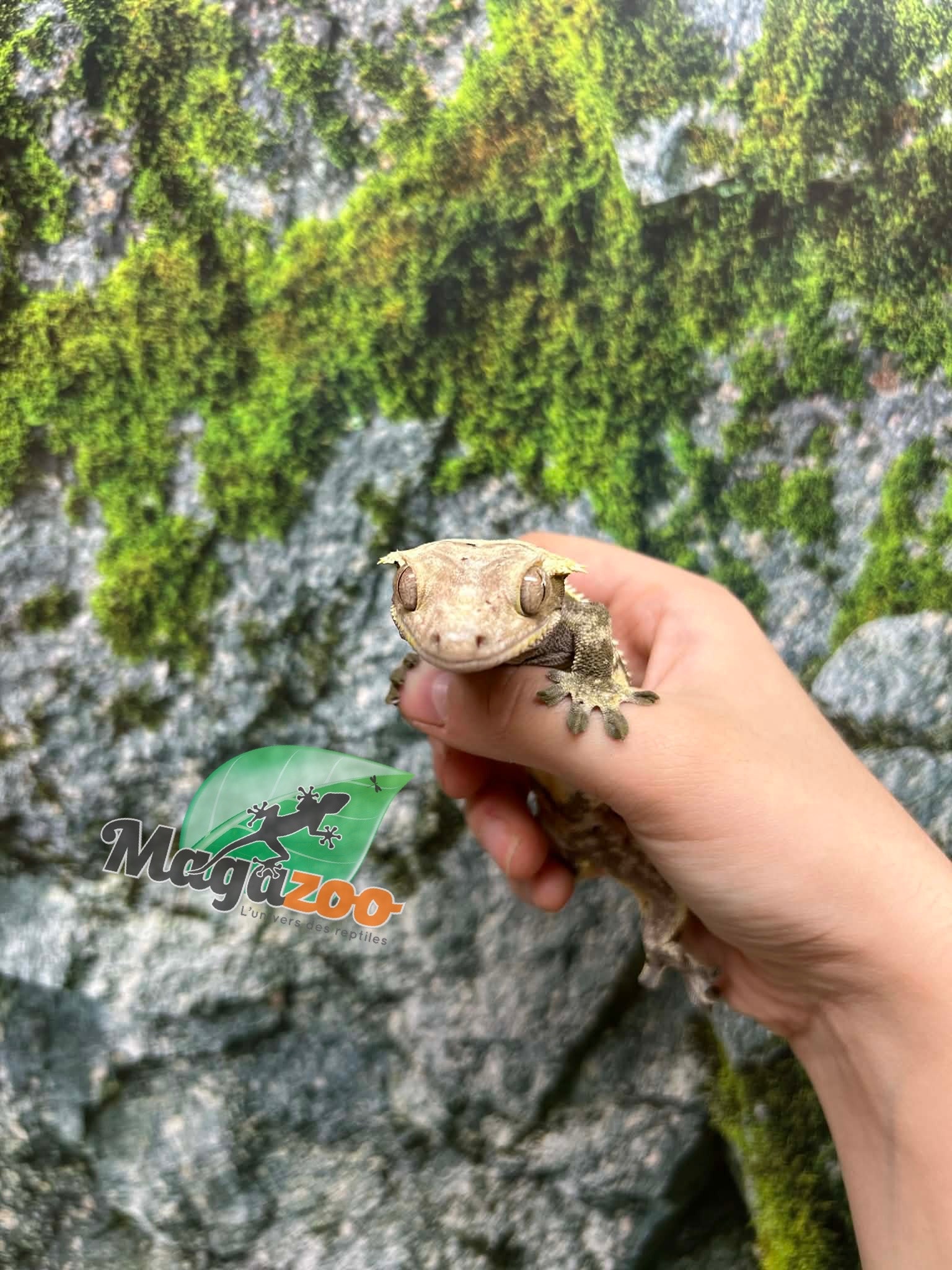 Magazoo Adult Male Cream Harlequin Dalmatian Crested Gecko (No tail)