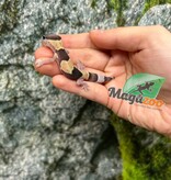 Magazoo Baby Fat-tailed Gecko #1