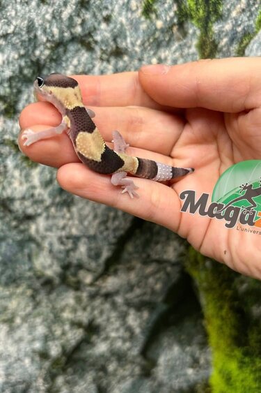 Magazoo Baby Fat-tailed Gecko #1