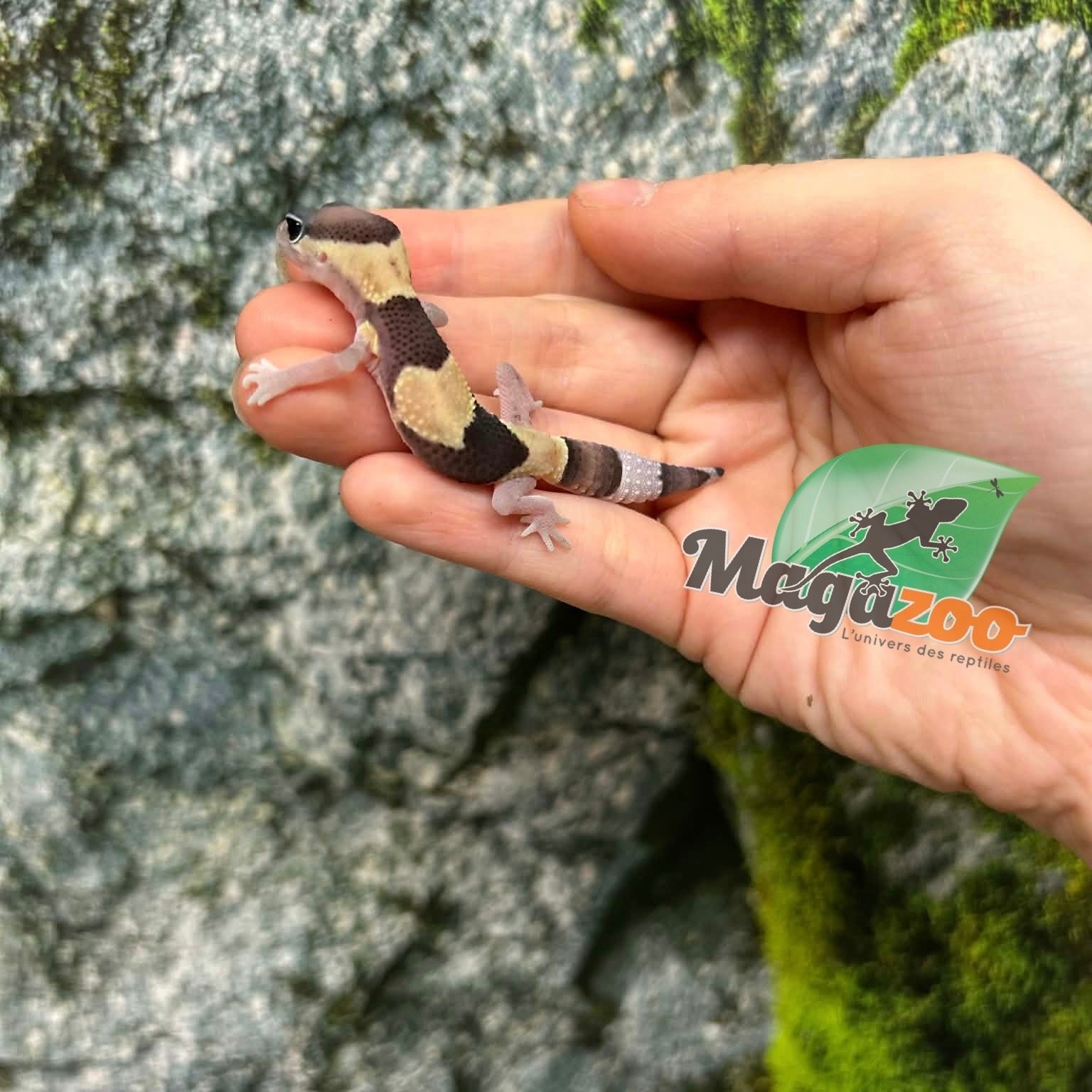 Magazoo Baby Fat-tailed Gecko #1