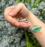 Magazoo Baby Fat-tailed Gecko #1