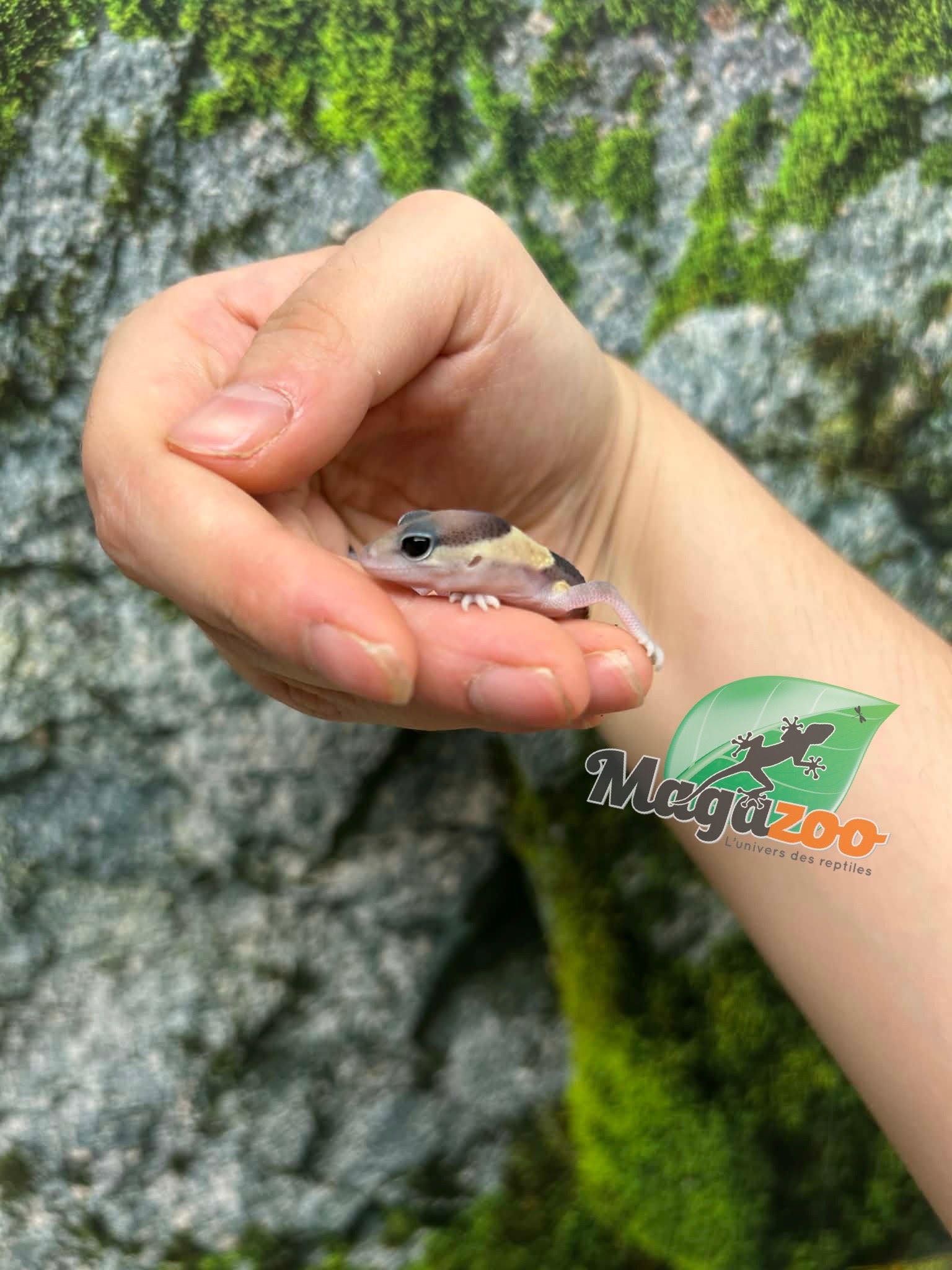 Magazoo Baby Fat-tailed Gecko #1