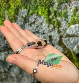 Magazoo Baby Fat-tailed Gecko #1