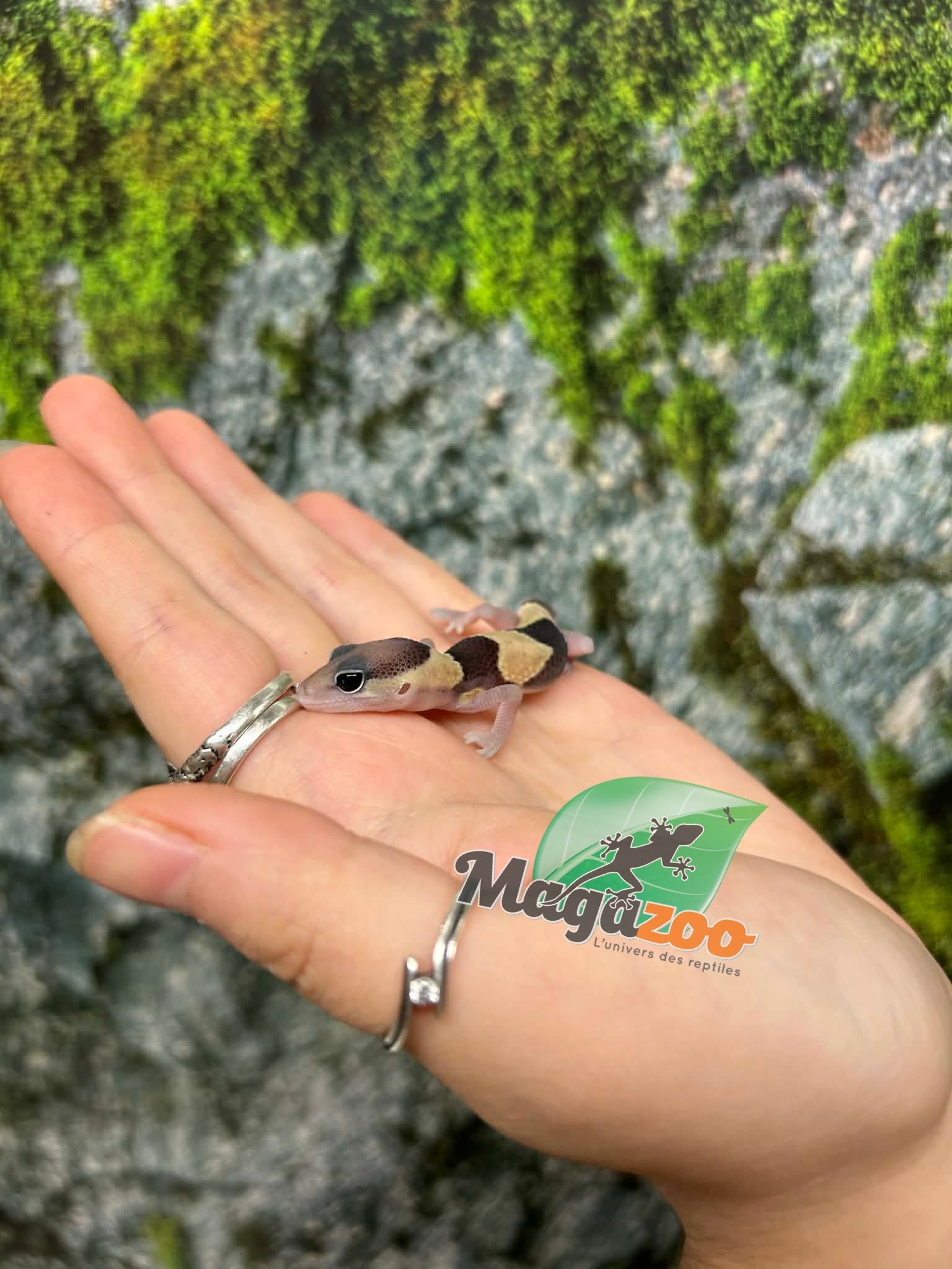Magazoo Gecko à queue grasse bébé #1